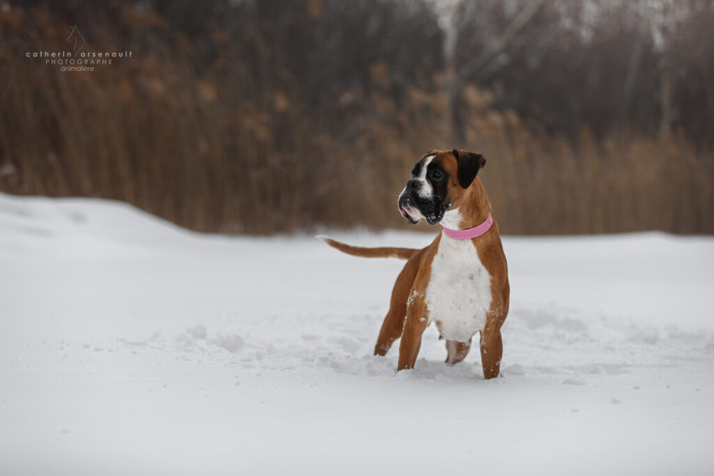 Chien Boxer