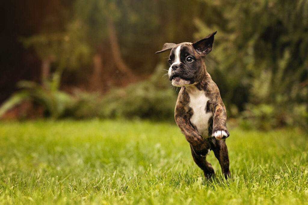 chiot Boxer