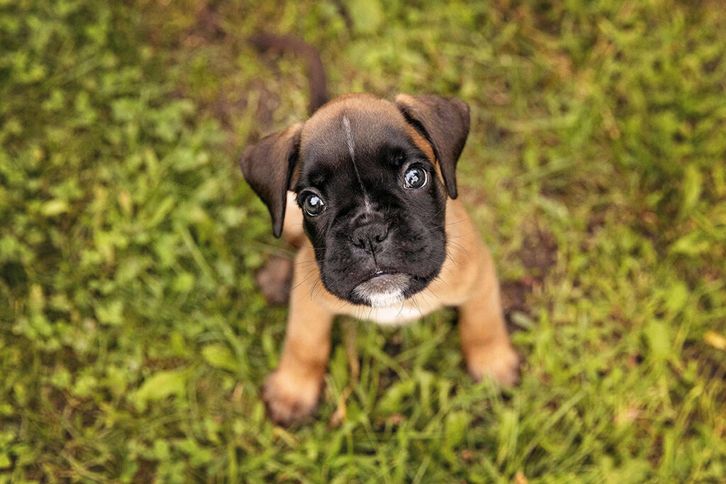 chiot Boxer