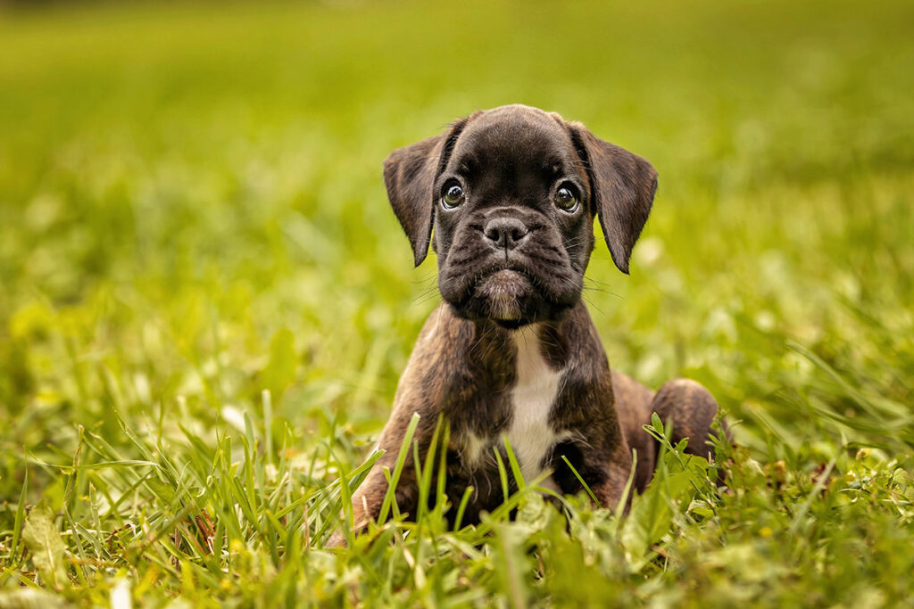 chiot Boxer