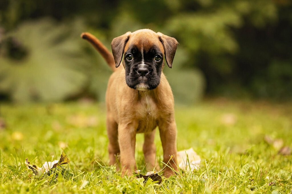 chiot Boxer