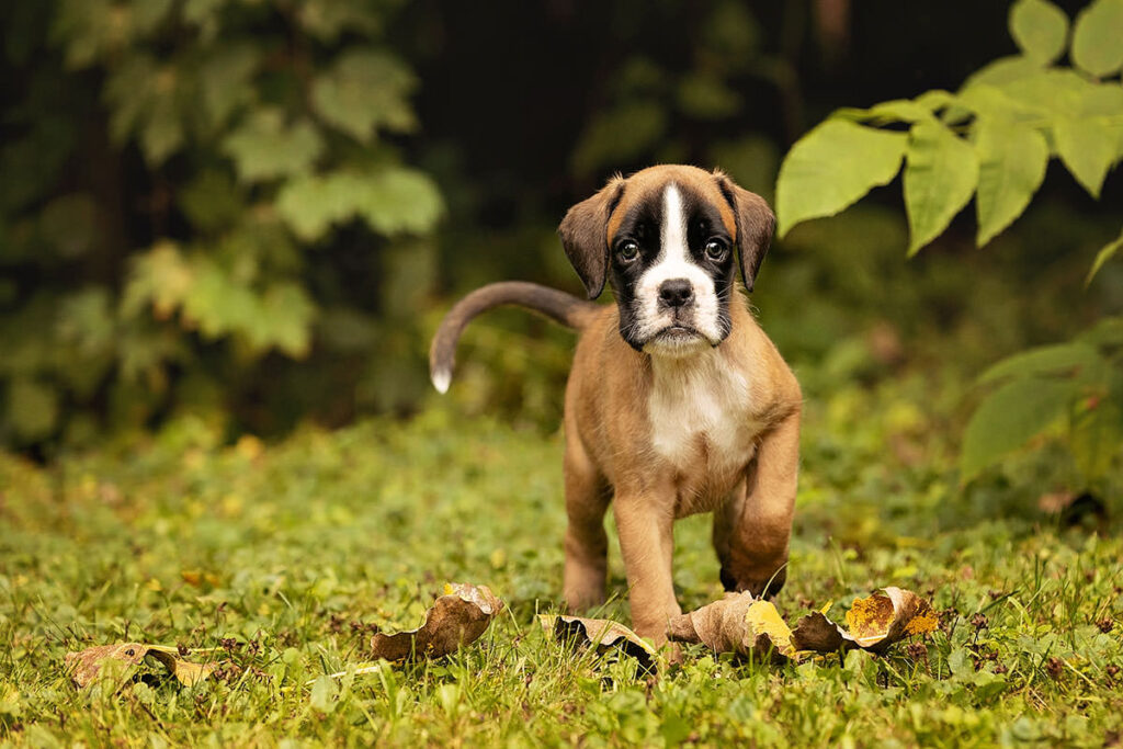 chiot Boxer