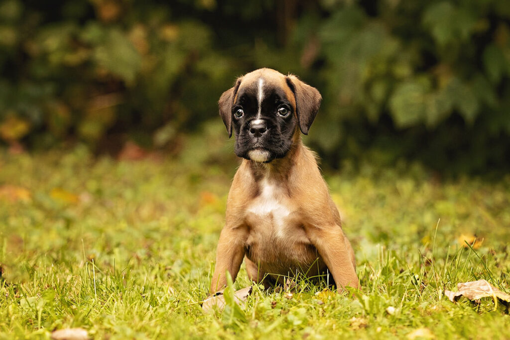 chiot Boxer