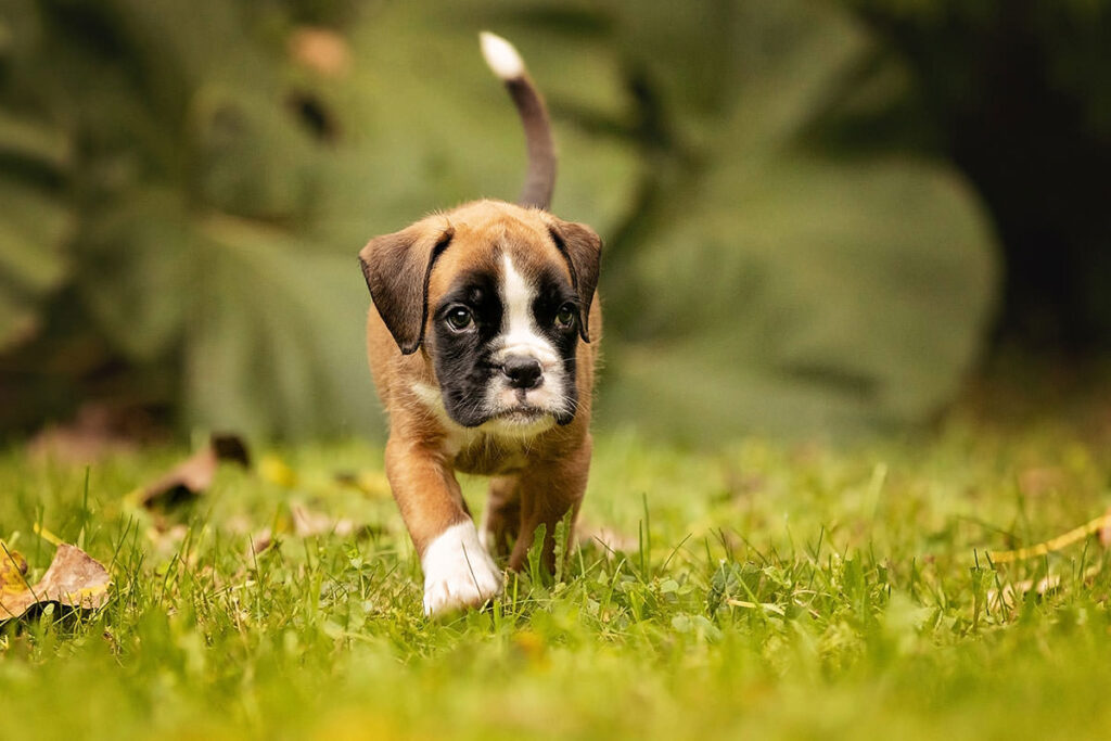 chiot Boxer