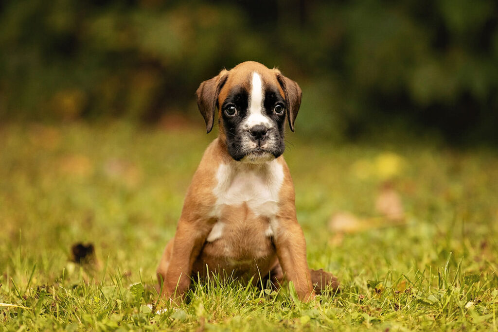 chiot Boxer