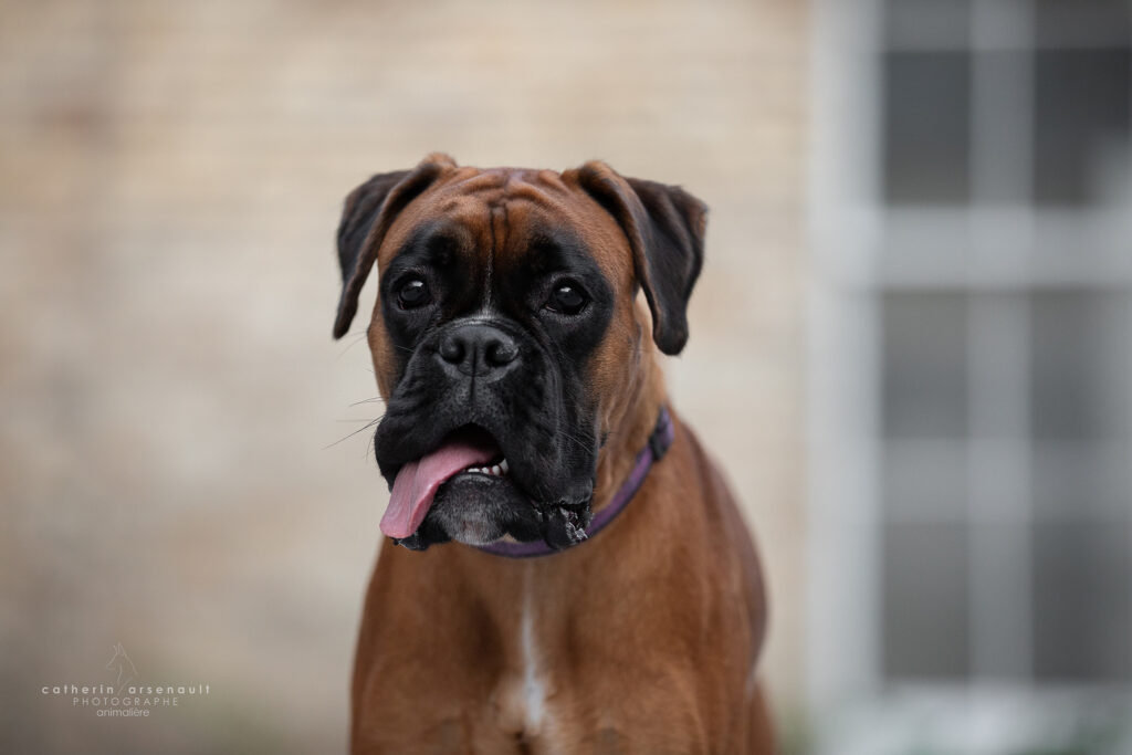 Chien boxer