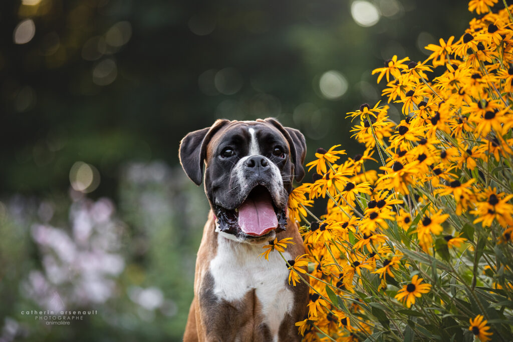 Chien boxer
