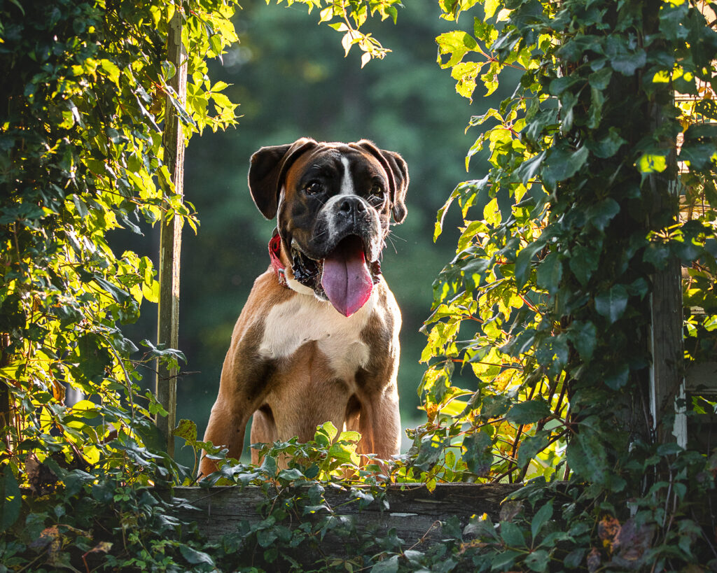 Chien boxer