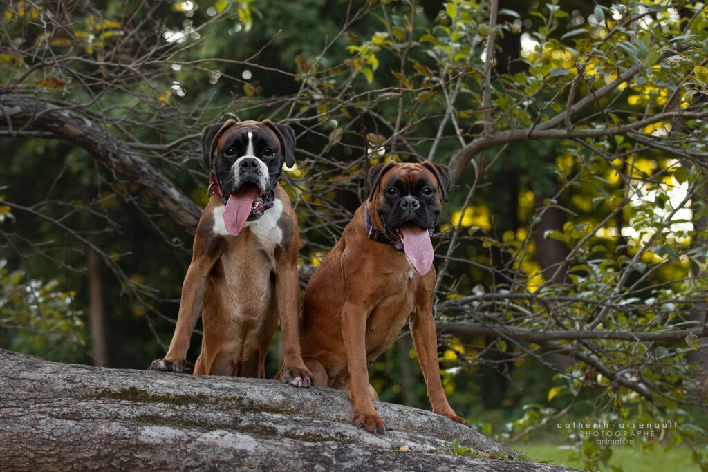 Chien boxer