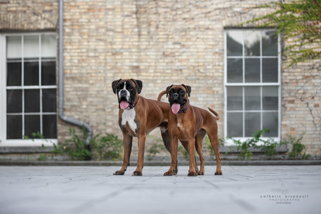 Chien boxer